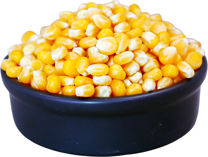 ذرة بشار