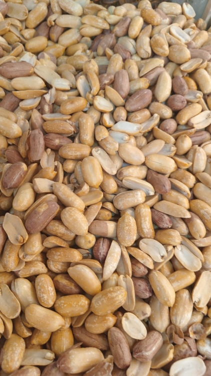 فستق محمص
