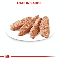 Royal Canin Coat Care Wet Food