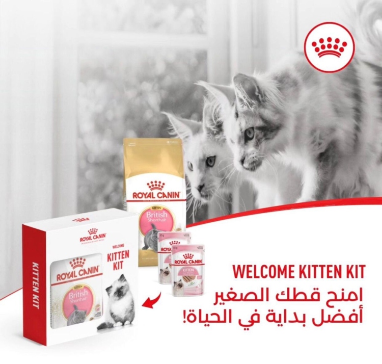 royal canin british kitten 400g + 2 kitten gravy pouches 