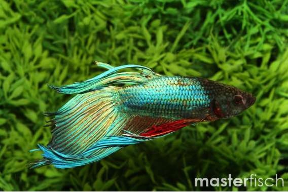 LONG FIN FIGHTING FISH GREEN