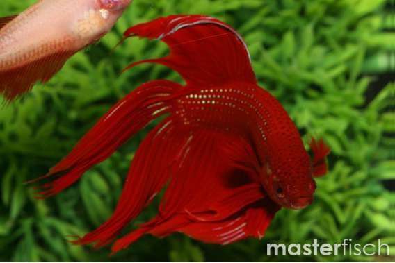 LONG FIN FIGHTING FISH RED