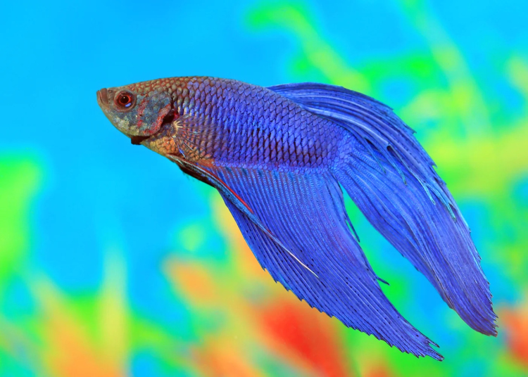 LONG FIN DRAGON  (MIX COLOR) BETTA (MALE)