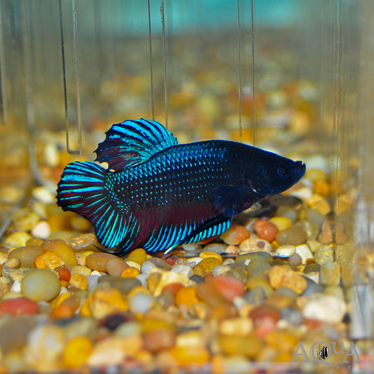 GIANT BETTA (MALE)