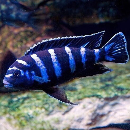 DEMASONII CICHLID 4-5 cm