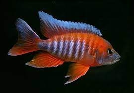 FREIBERG'S PEACOCK CICHLID 4-5