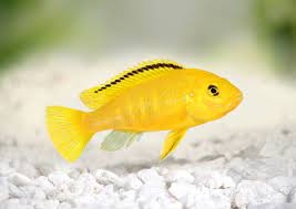 AFRICAN (Yellow) PRINCE CICHLID 5-6 cm