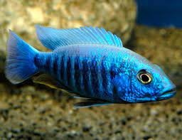 ELETRIC BLUE CICHLID 5-6 cm