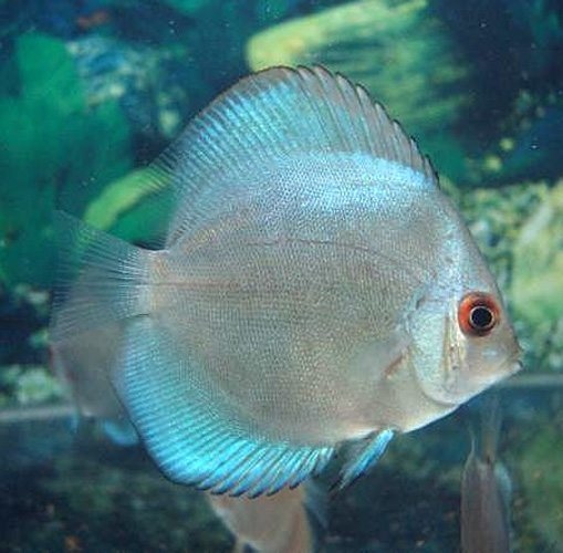 BLUE DIAMOND DISCUS 2.5 "