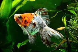 CALICO FANTAIL GOLDFISH 5CM