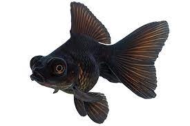 BLACK FANTAIL GOLDFISH 5CM