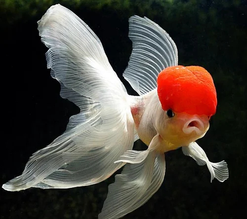 RED CAP ORANDA 5-6 CM