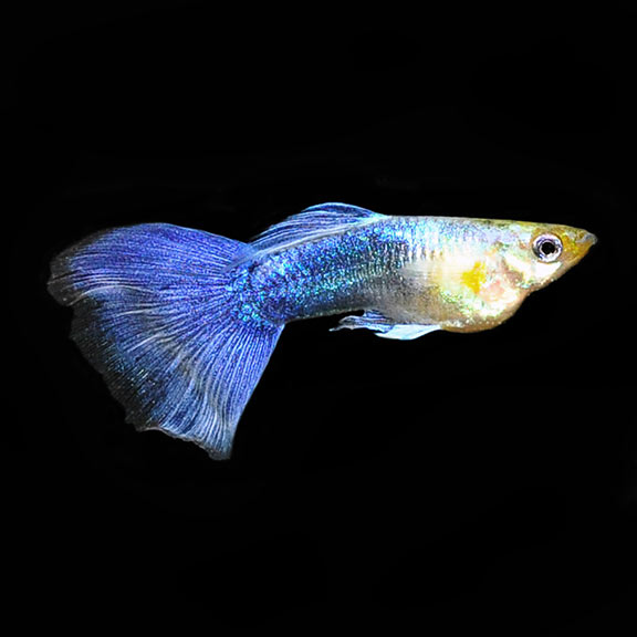 BLUE TAIL GUPPY (MALE) 