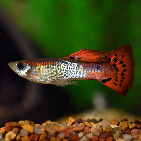 RED KING COBRA GUPPY (MALE) 