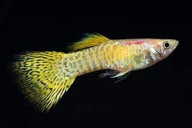 GOLDEN COBRA GUPPY (MALE) 