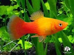 SUNSET PLATY 