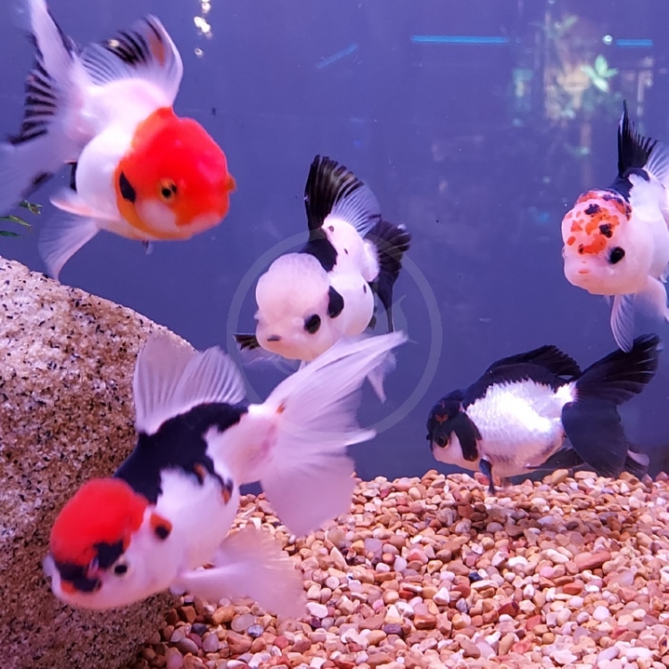 GOLDFISH – ORANDA TRICOLOR