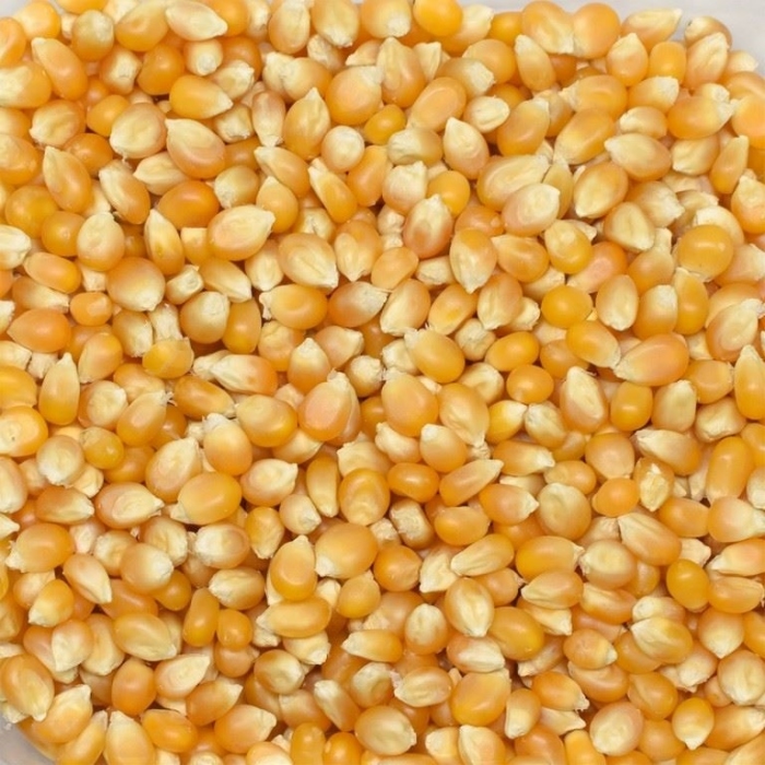 بوشار