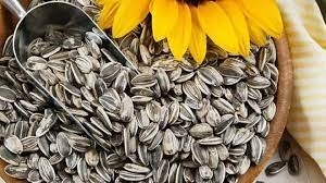 النتشة بزر شمس مسمار