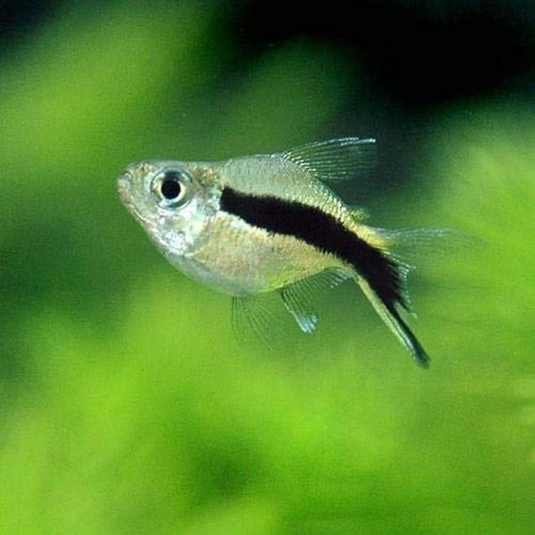 Penguin Balloon Tetra (2-3 CM)