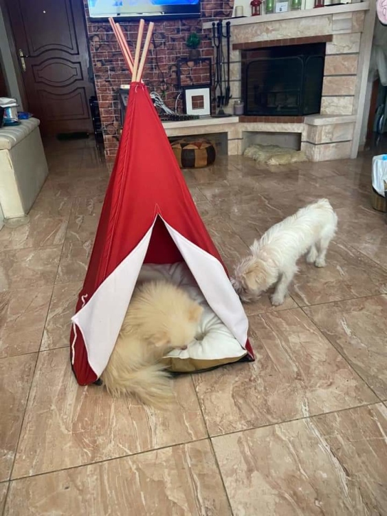 pet tent with high end quality with amazing mat