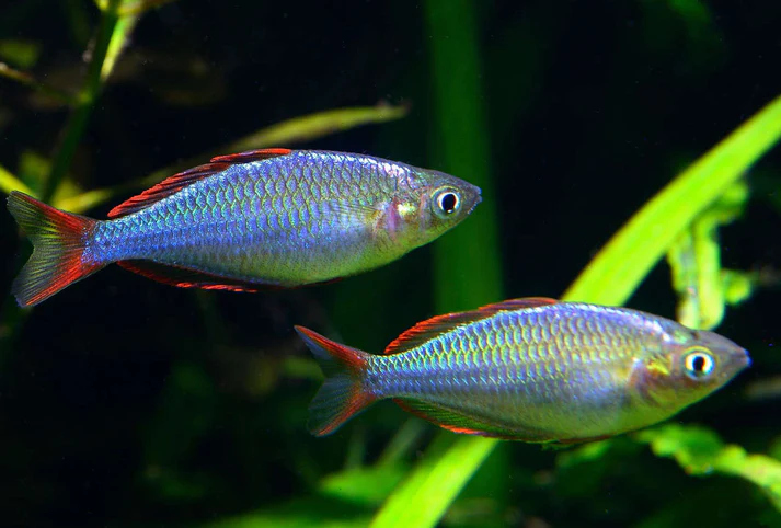 Dwarf Neon Rainbowfish 2-3 cm