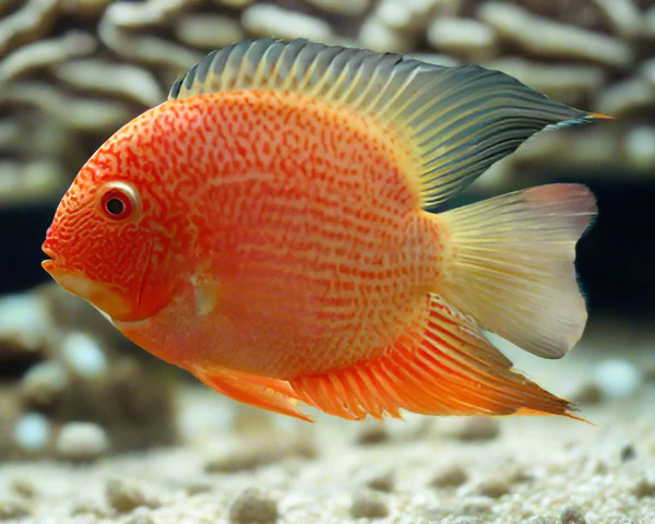 SEVERUM *RED SPOTTED* 5-7cm