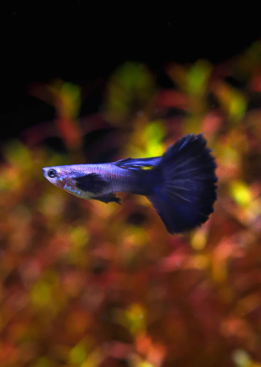 Half Blue Guppy 