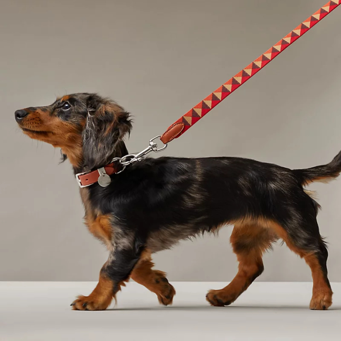 leashes and collars for pets