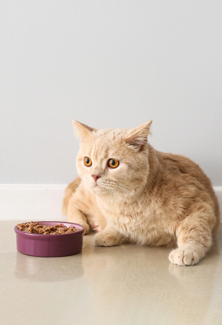 Dry food for cats