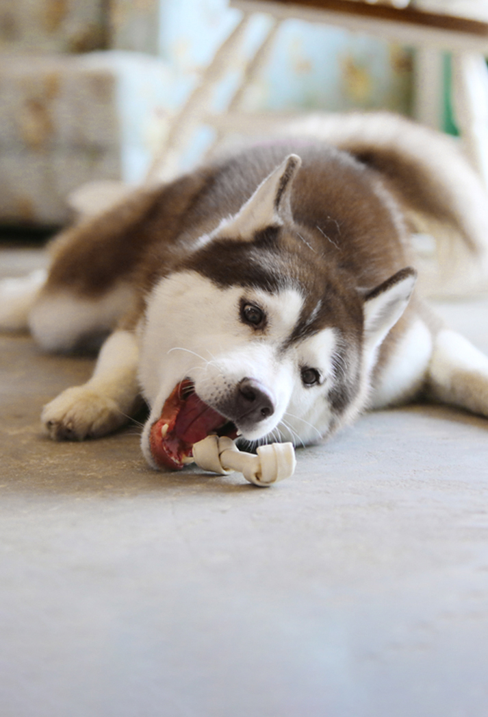 Wet food & Treats for dogs