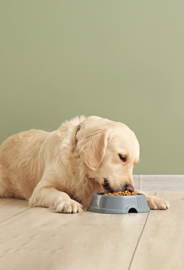 Dry food for dogs