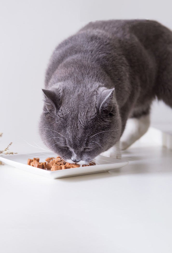 Wet food & treats for cats